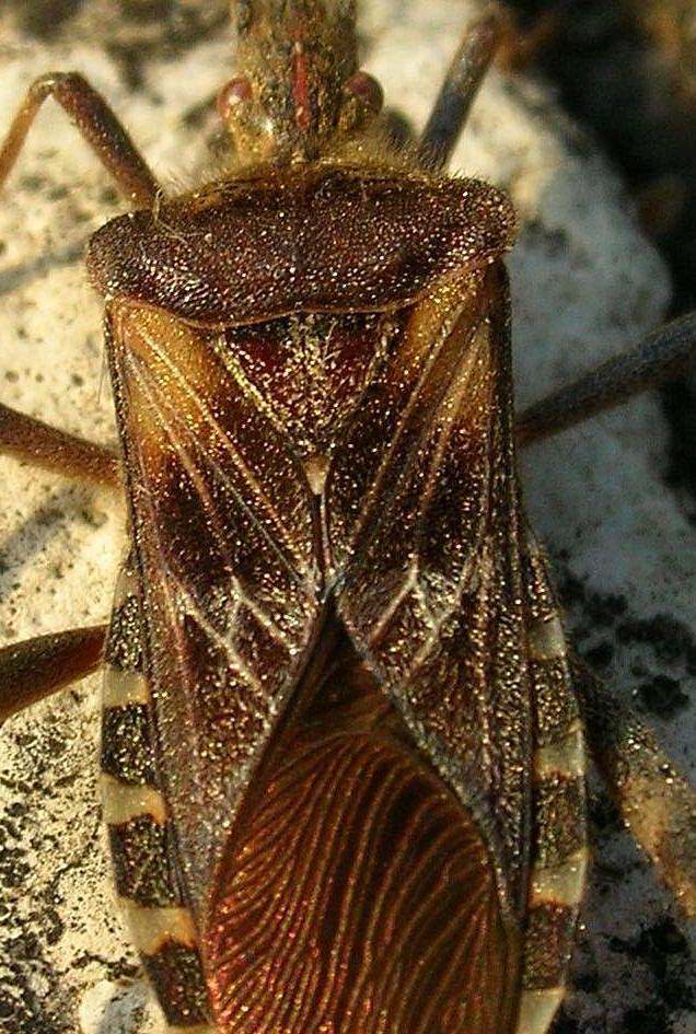 Leptoglossus occidentalis